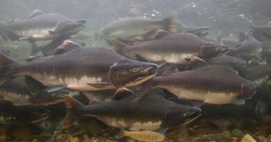 How to Farm and Care for Pink Salmon Fish (Oncorhynchus gorbuscha)