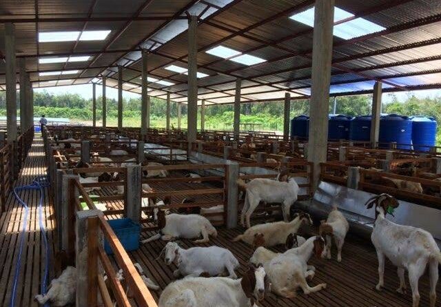 Sheep and Goat Housing Complete Guide - Agric4Profits