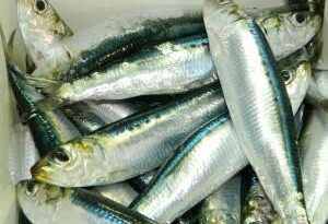 How to Farm and Care for Southern African Anchovy Fish (Engraulis capensis)