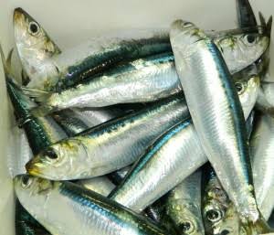 How to Farm and Care for Southern African Anchovy Fish (Engraulis capensis)