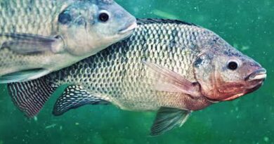 How to Farm and Care for Nile Tilapia Fish (Oreochromis niloticus)