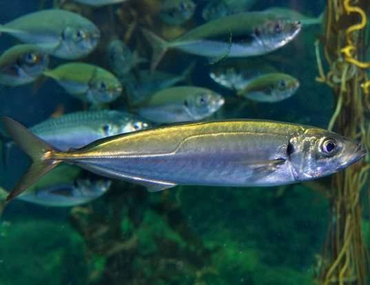 How to Farm and Care for Chilean Jack Mackerel Fish (Trachurus murphyi) 