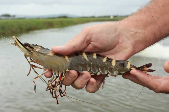 How to Farm and Care for Giant Tiger Prawn (Penaeus monodon) How to Farm and Care for Giant Tiger Prawn (Penaeus monodon)