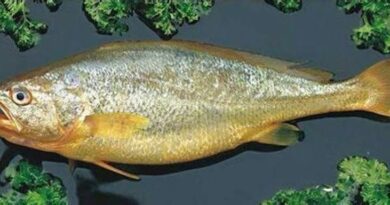 How to Farm and Care for Yellow Croaker Fish (Larimichthys polyactis)