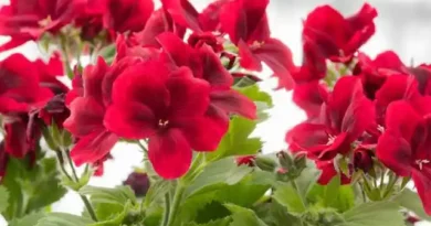 5 Medicinal Health Benefits Of Pelargonium (Geranium)