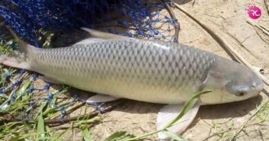 How to Farm and Care for Mrigal Carp Fish (Cirrhinus mrigala)
