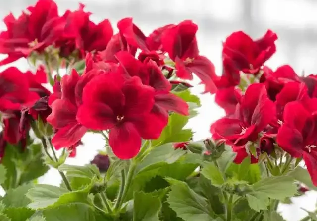 5 Medicinal Health Benefits Of Pelargonium (Geranium)