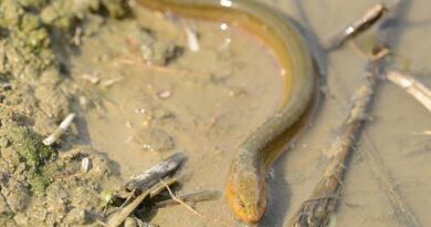 How to Farm and Care for Asian Swamp eel (Monopterus albus)