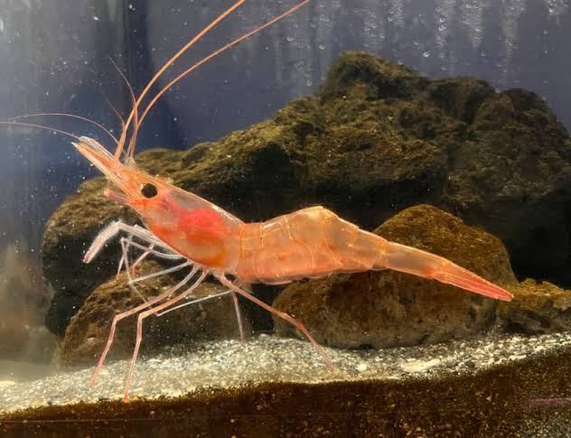 How to Farm and Care for Northern Prawn (Pandalus borealis)