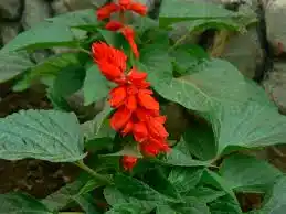 17 Medicinal Health Benefits Of Salvia splendens (Scarlet Sage)