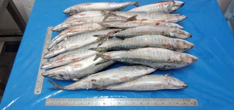 How to Farm and Care for Chilean Jack Mackerel Fish (Trachurus murphyi) 