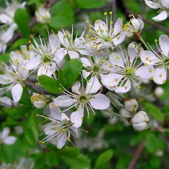 18 Medicinal Health Benefits Of Prunus spinosa (Blackthorn)