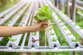 What are the Benefits of Hydroponic Farming?