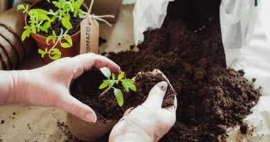 How to Improve Soil Fertility for Better Yields