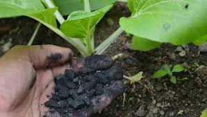 How to Improve Soil Fertility for Better Yields