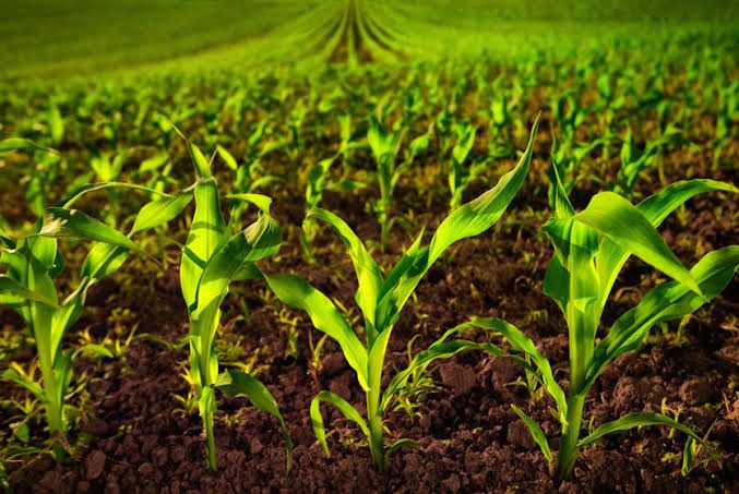 How to Improve Soil Fertility for Better Yields