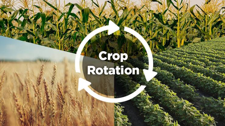 The Process of Crop Rotation and It's Benefits