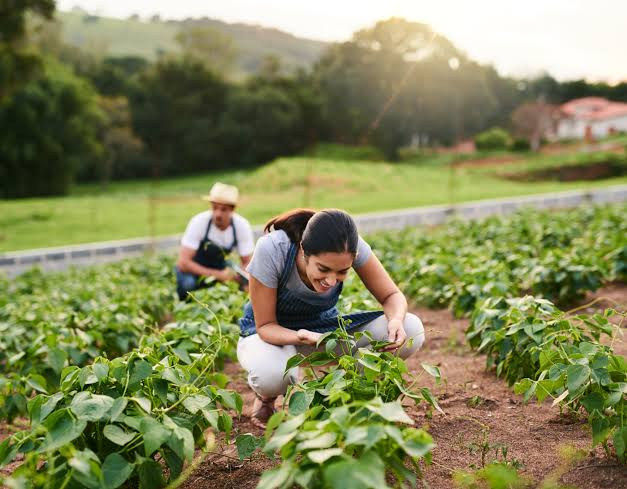 How to Start a Small-Scale Farm on Limited Land