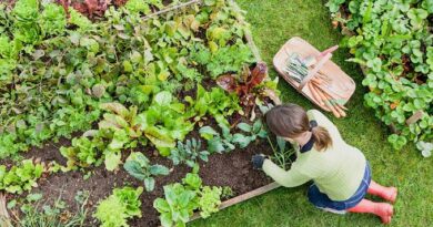 How to Control Pests Naturally in the Garden