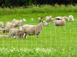 What are the Benefits of Rotational Grazing for Livestock?