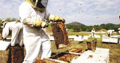 How to Establish an Apiary and Produce Honey