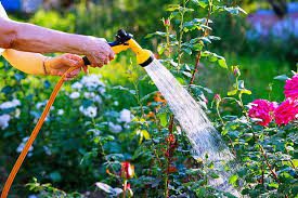 How to Water Your Plants Effectively