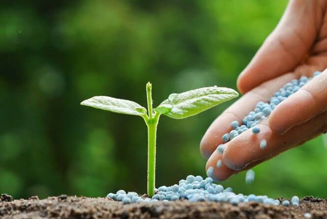 How to Fertilize Your Plants