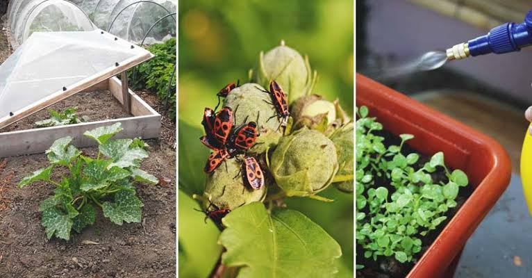 How to Protect Your Plants From Pests and Diseases