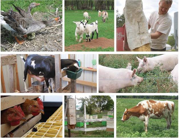 How to Choose the Right Livestock for your Farm