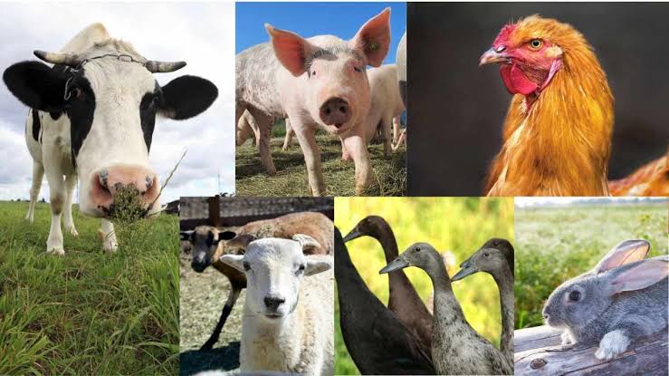 How to Choose the Right Livestock for your Farm How to Choose the Right Livestock for your Farm
