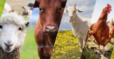 How to Market your Livestock Products