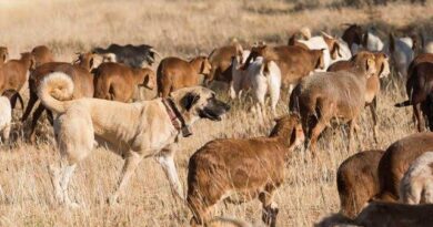 How to Protect your Livestock from Predators
