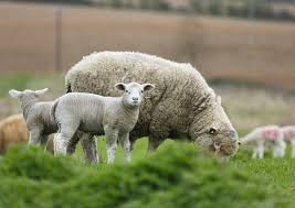 How to Create A Succession Plan for your Livestock How to Create A Succession Plan for your Livestock