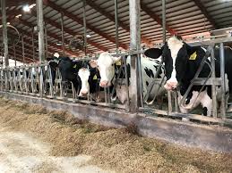 How to Create A Succession Plan for your Livestock How to Create A Succession Plan for your Livestock