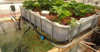 How to Start an Aquaponics System