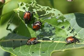 How to Control Pests and Diseases in Your Garden