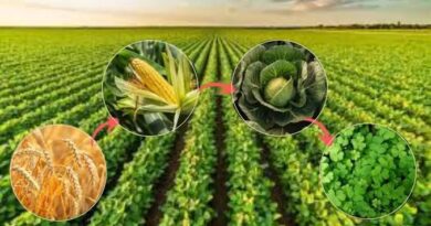 How to Practice Crop Rotation