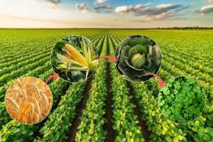 How to Practice Crop Rotation