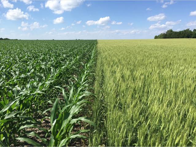 How to Practice Crop Rotation