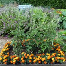 How to Use Companion Planting