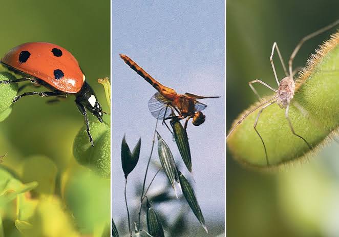 How to Use Beneficial Insects How to Use Beneficial Insects