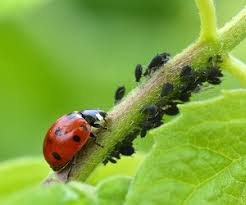 How to Use Beneficial Insects How to Use Beneficial Insects