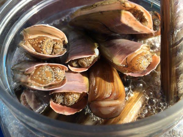How to Farm and Care for Chinese Razor Clam (Sinonovacula constricta)