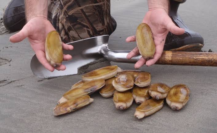 How to Farm and Care for Chinese Razor Clam (Sinonovacula constricta)
