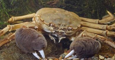 How to Farm and Care for Chinese Mitten Crab (Eriocheir sinensis)