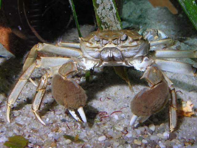 How to Farm and Care for Chinese Mitten Crab (Eriocheir sinensis)