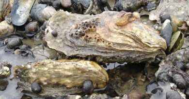 How to Farm and Care for Pacific Oyster Shellfish (Crassostrea gigas)