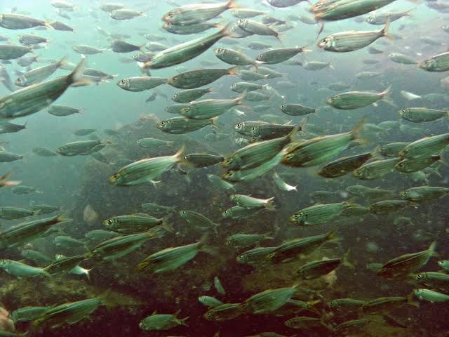 How to Farm and Care for Gulf Menhaden Fish (Brevoortia patronus)