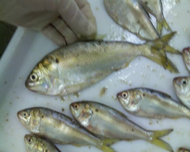 How to Farm and Care for Gulf Menhaden Fish (Brevoortia patronus)