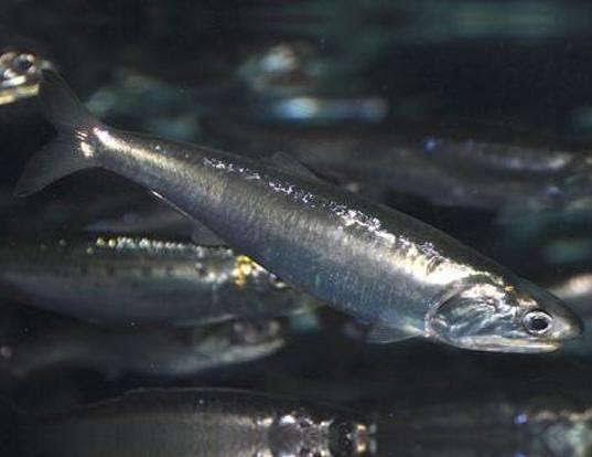 How to Farm and Care for European Anchovy Fish (Engraulis encrasicolus)